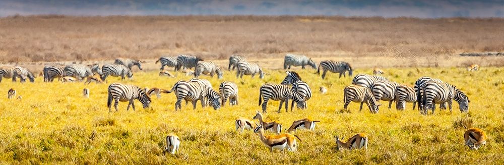 Thompsons gazelle and zebra feed among the grasslands within the Ngorongoro Crater art print by Larry Richardson for $57.95 CAD